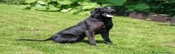 Labrador Retriever dogs for sale: Yellow and black Labrador puppies  in Cambridge - Advert 8