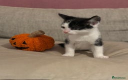 Mixed Breed cats for sale: KITTENS READY TO LEAVE!! BEAUTIFUL MARKINGS  - Image 4