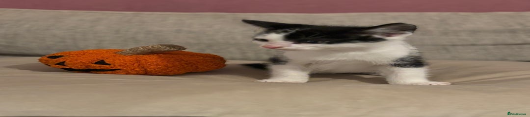 Mixed Breed Kitten 4