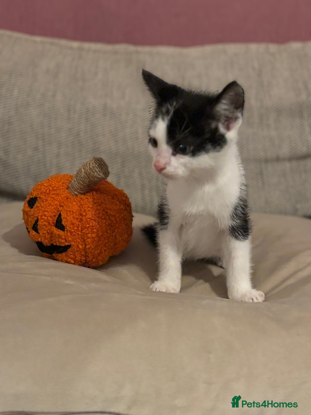 Mixed Breed cats for sale: KITTENS READY TO LEAVE!! BEAUTIFUL MARKINGS  - Image 4