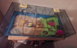 Hamster rodents for sale: Hamster  - Image 4