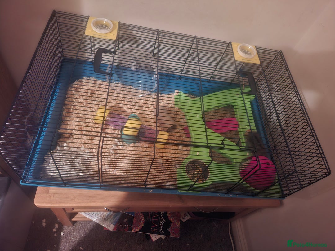Hamster rodents for sale: Hamster  - Image 4