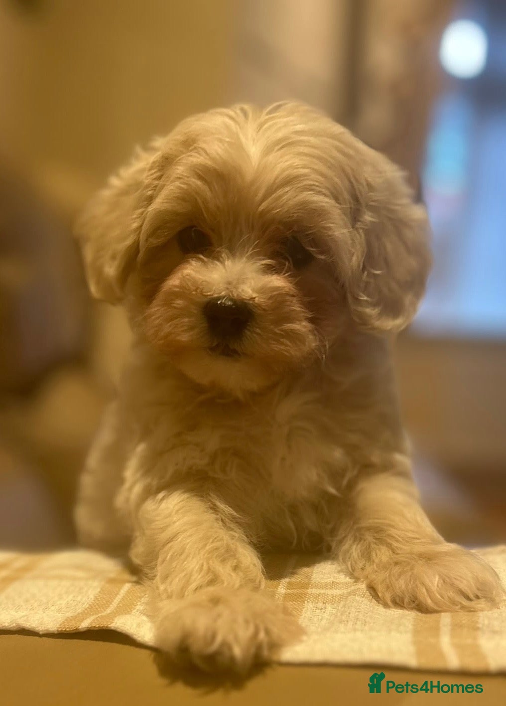 Maltipoo dogs for sale: Stunning little Maltipoo male puppies  - Advert 17