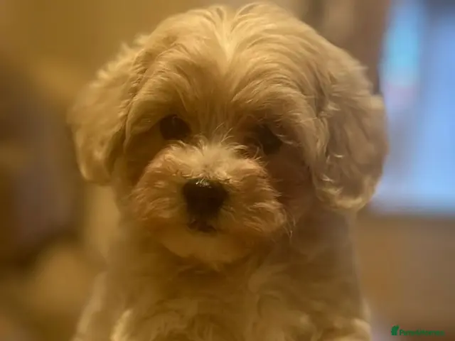 Maltipoo dogs for sale: Stunning little Maltipoo male puppies - Advert 17
