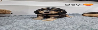 Cocker Spaniel 2
