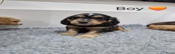 Cocker Spaniel dogs for sale: Cocker Spaniel Puppies in Hull - Advert 6