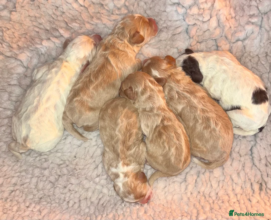 Cockapoo dogs for sale: Cockerpoo puppies  - Advert 28