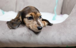 Miniature Dachshund dogs for sale: RED Russian Pedigree Miniature Dachshunds - Image 7