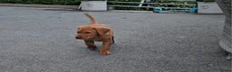 Labrador Retriever dogs for sale: Beautiful Labrador Puppies Available now - Advert 9