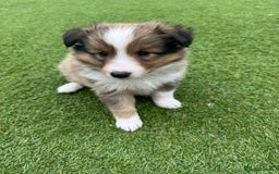 Shetland Sheepdog dogs for sale: Purebred Shetland Sheepdog Puppies - Image 8