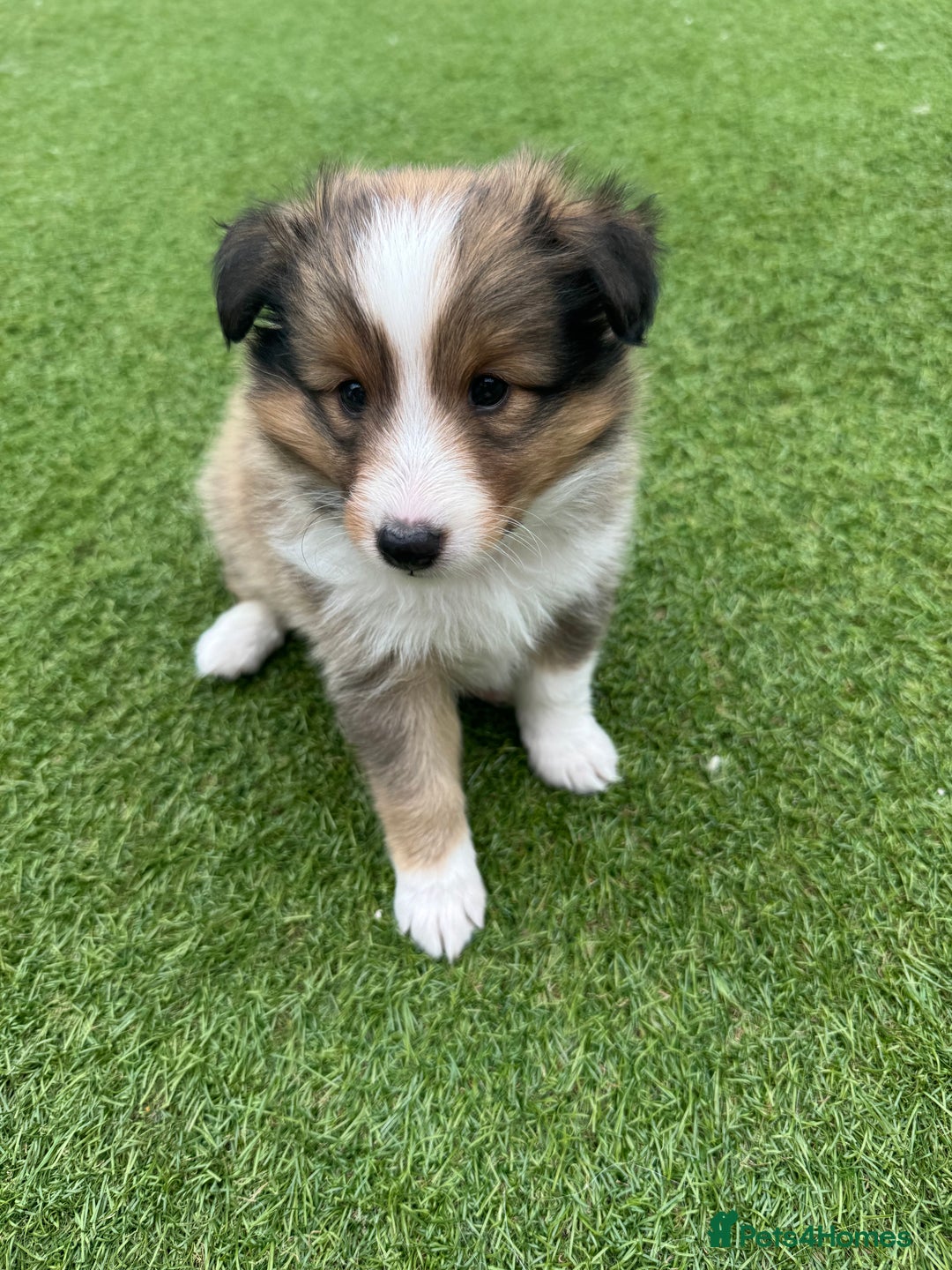 Shetland Sheepdog dogs for sale: Purebred Shetland Sheepdog Puppies - Image 8
