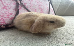 Mini Lop rabbits for sale: Pure bred Mini Lops - Image 7