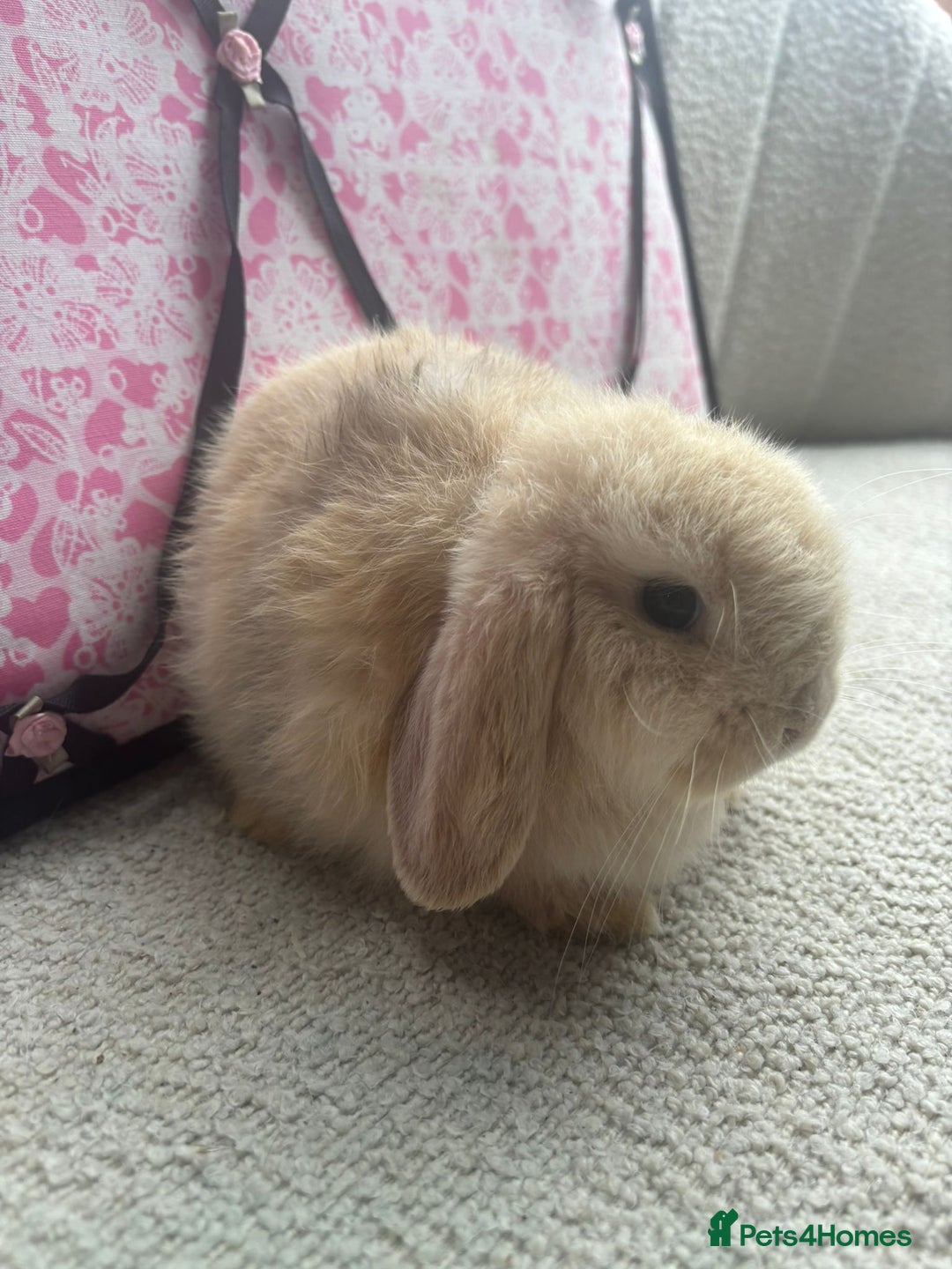 Mini Lop rabbits for sale: Pure bred Mini Lops - Image 7