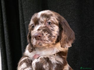 Cocker Spaniel dogs Cocker Spaniel puppies - Advert 1