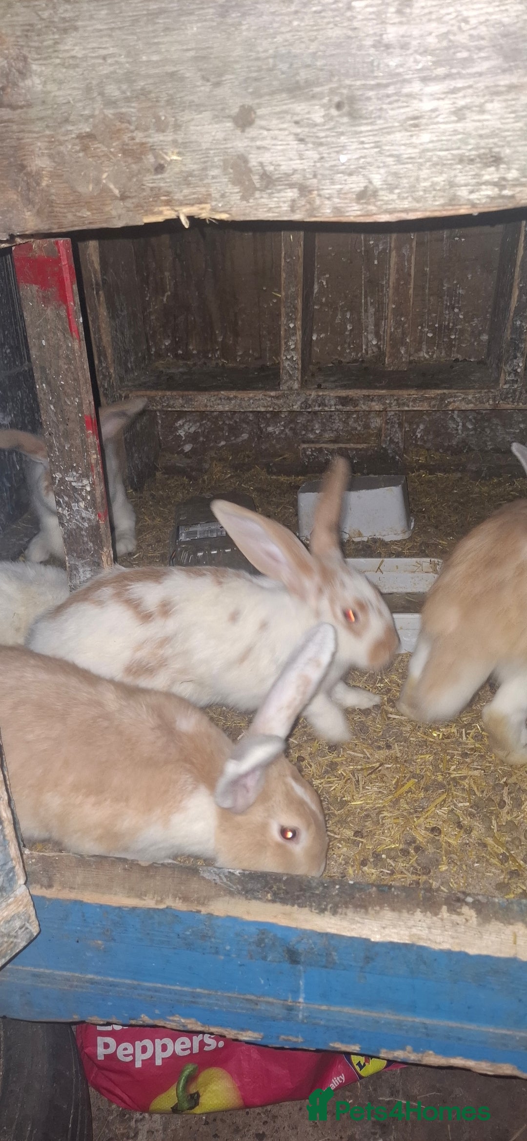 Mixed Breed rabbits for sale: Rabbit  - Image 2