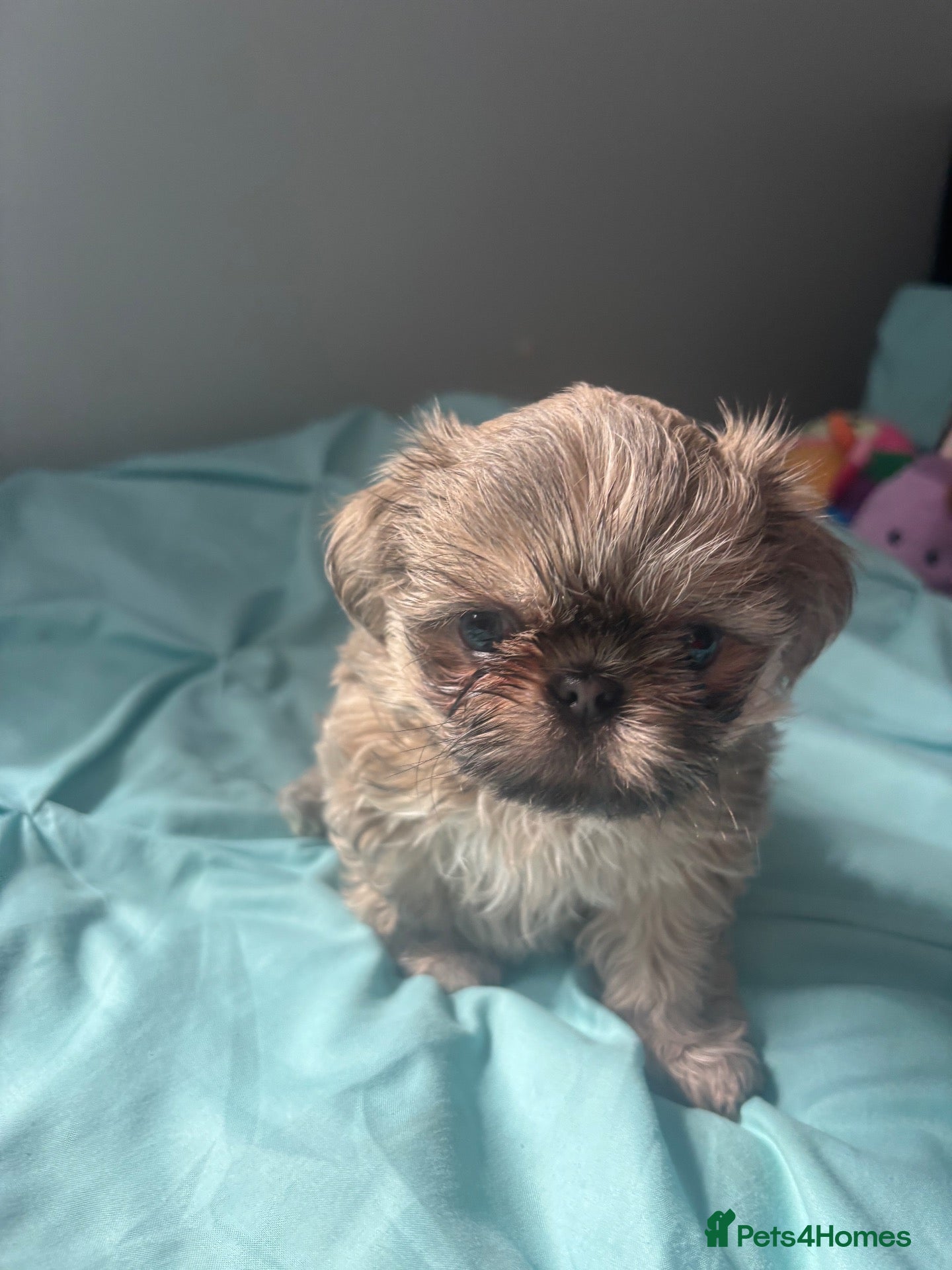 Shih Tzu dogs Boy Shih Tzu puppy - Advert 6
