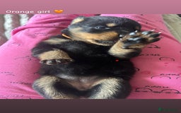 Rottweiler dogs for sale: Beautiful Rottweiler pups  - Image 3