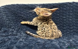Bengal cats for sale: READY NOW beautiful Bengal Girl kittens TICA reg - Advert 10