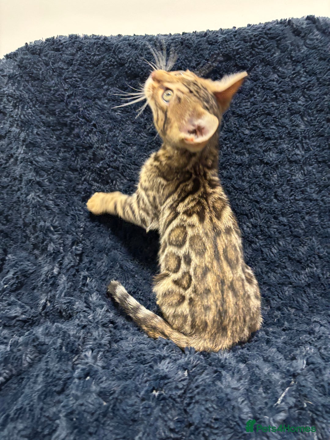 Bengal cats for sale: READY NOW beautiful Bengal Girl kittens TICA reg - Advert 10