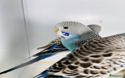Parakeets birds for sale: Various colours/age  budgies  - Image 12