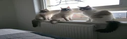 Ragdoll cats for sale: 2 female Ragdolls - Advert 3