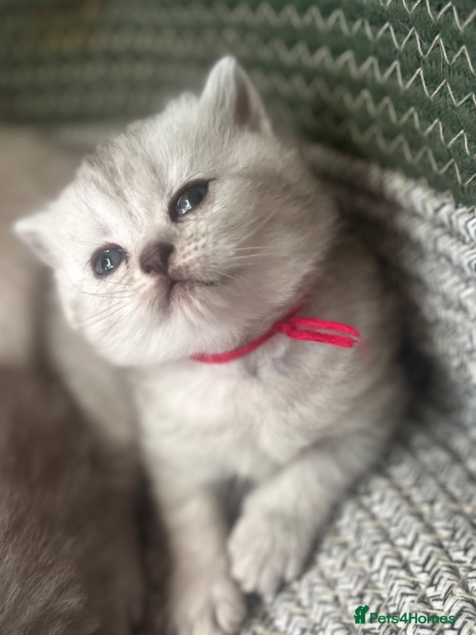 British Shorthair cats Gorgeous beautiful furr babies 😻 - Advert 18