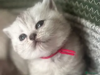 British Shorthair cats Gorgeous beautiful furr babies 😻 - Advert 18