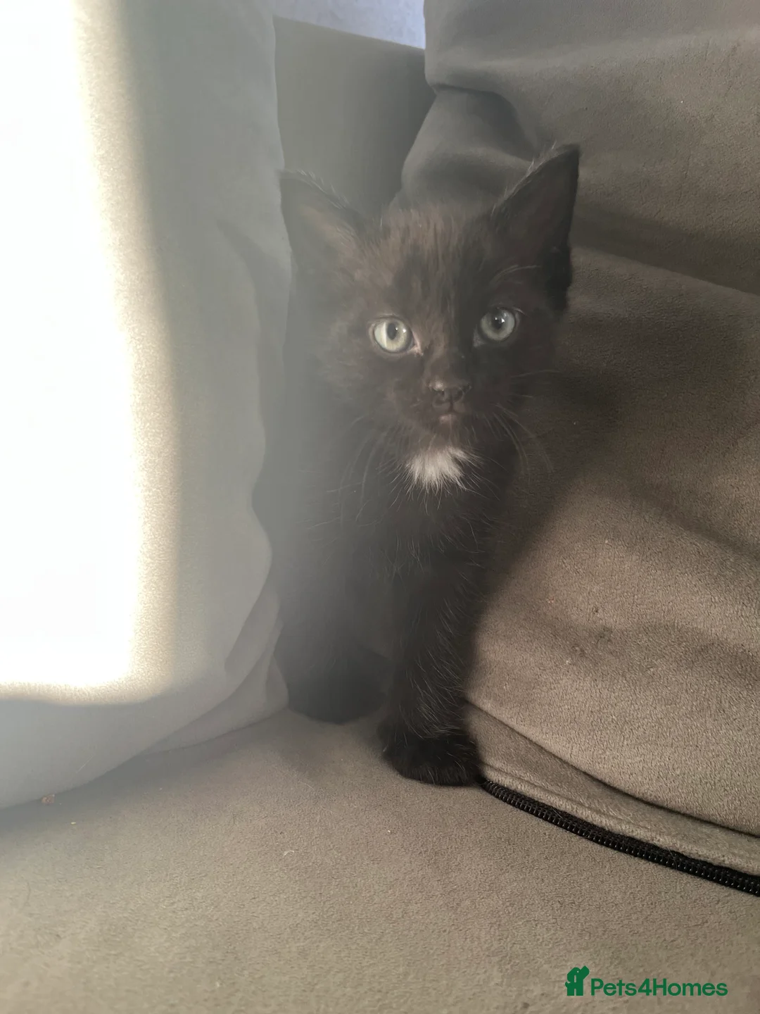 Ragdoll cats for sale: 7 stunning ragdoll x Maine coon kittens  - Advert 2