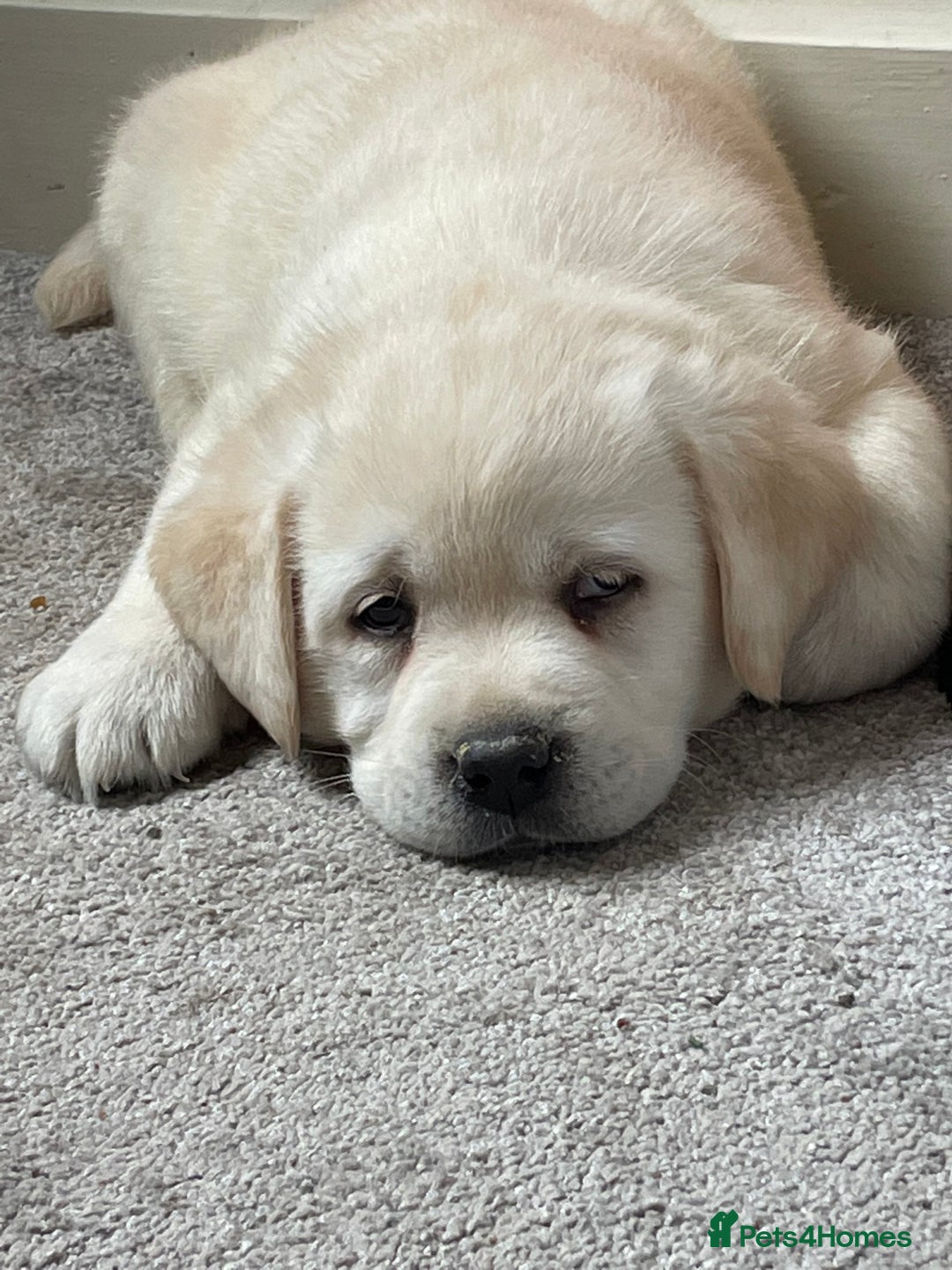 Labrador Retriever dogs for sale: READY NOW - Beautiful Show Type Labrador Puppies - Advert 1