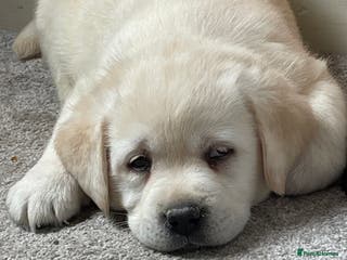 Labrador Retriever dogs Beautiful Show Type Labrador Puppies - Advert 1