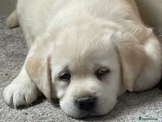 Labrador Retriever dogs READY NOW - Beautiful Show Type Labrador Puppies - Advert 18