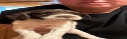 English Springer Spaniel dogs for sale: Chunky English Springer Spaniel Pups  - Advert 8