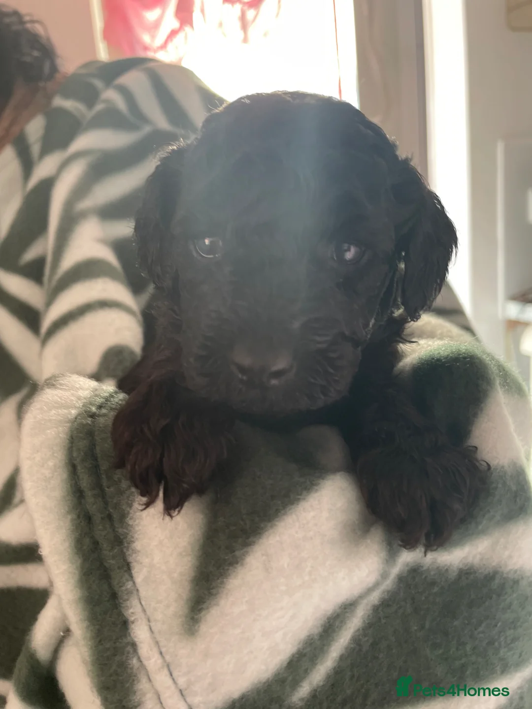 Mixed Breed dogs for sale: Miniature crossed toy puppies for sale - Advert 2