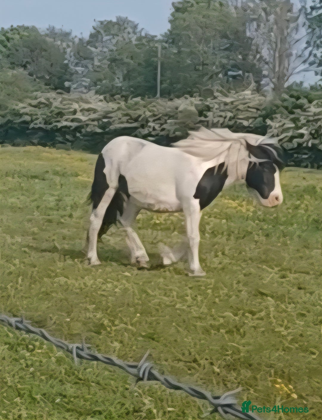 Other Breed horses for sale: Mini cob - Image 2