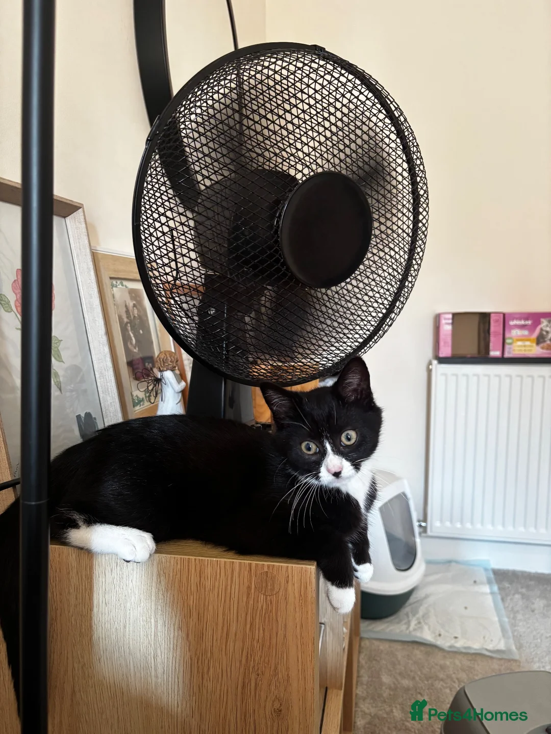 Mixed Breed cats for sale: Little Pippin 🐱 - Advert 3