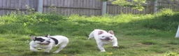 French Bulldog dogs for sale: X1 Platinum boy and x1 Black pied girl  - Advert 12