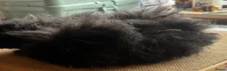 Guinea Pig rodents for sale: Pair of 8 week old baby sows  - Advert 4