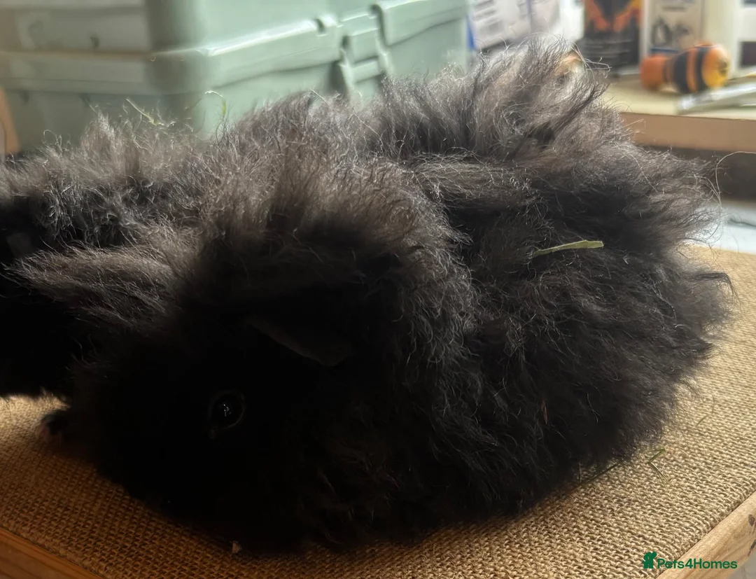 Guinea Pig rodents for sale: Pair of 8 week old baby sows  - Advert 4