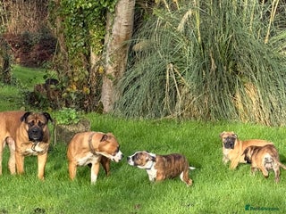 Boerboel dogs From a loving home, 2 male Boerboel pups. - Advert 4