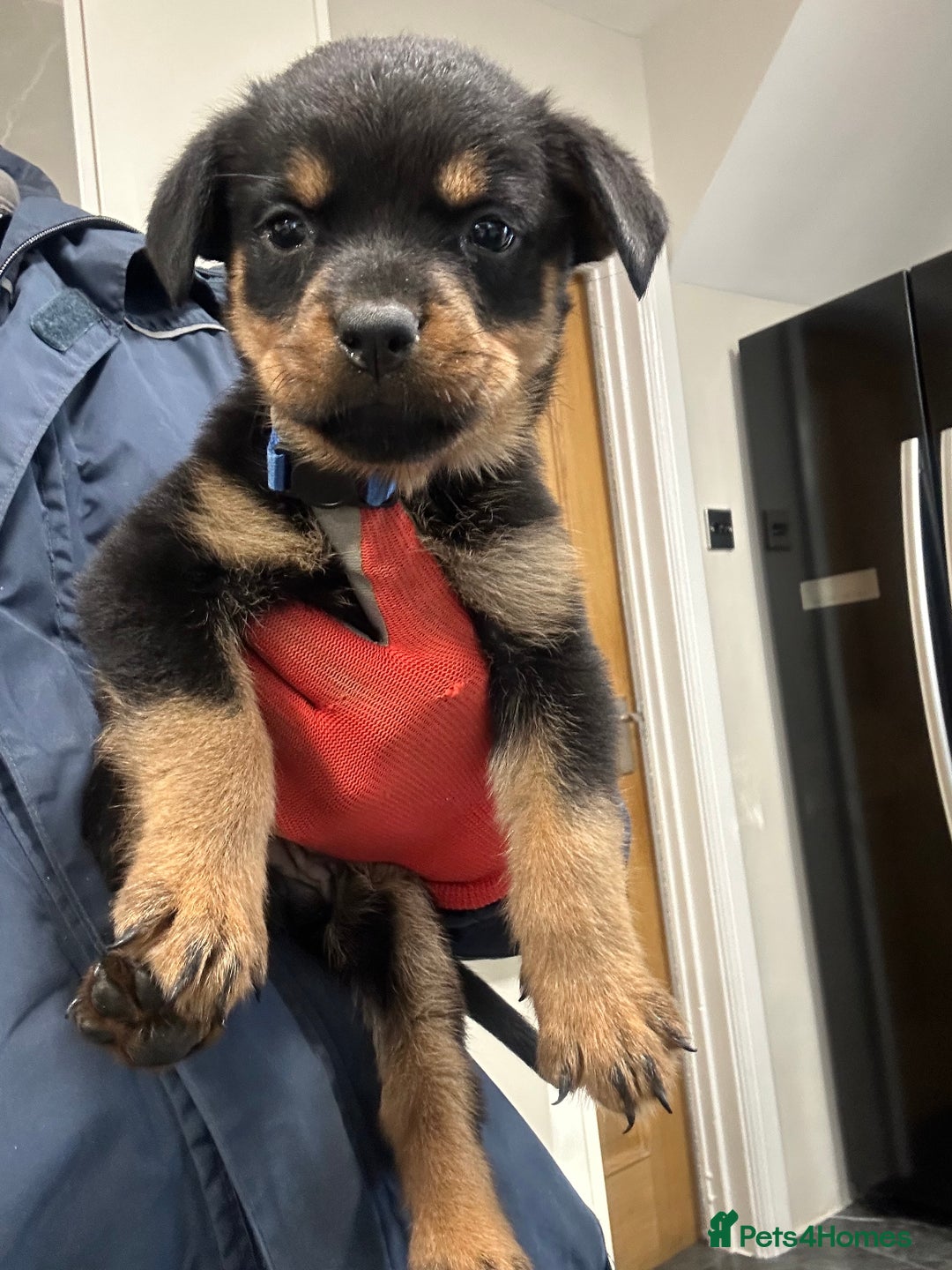 Rottweiler dogs for sale: Rottweiler puppies For sale  - Image 13