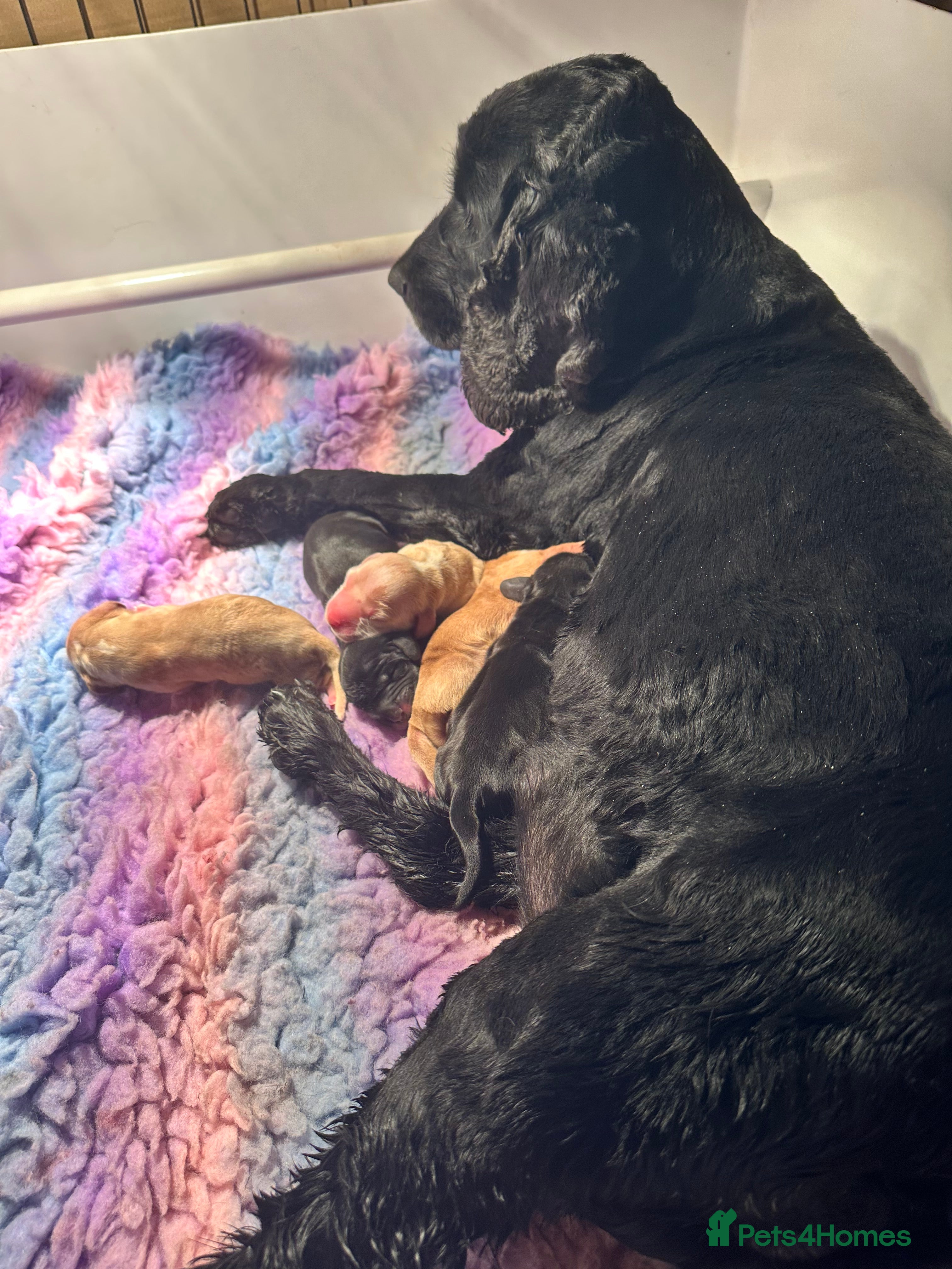 Cocker Spaniel dogs Show cocker spaniels. - Advert 2