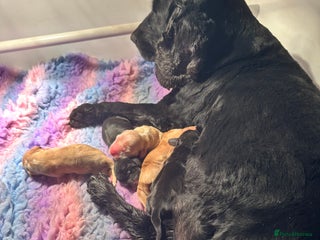 Cocker Spaniel dogs Show cocker spaniels. - Advert 1