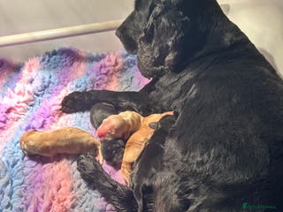 Cocker Spaniel dogs Show cocker spaniels. - Advert 15