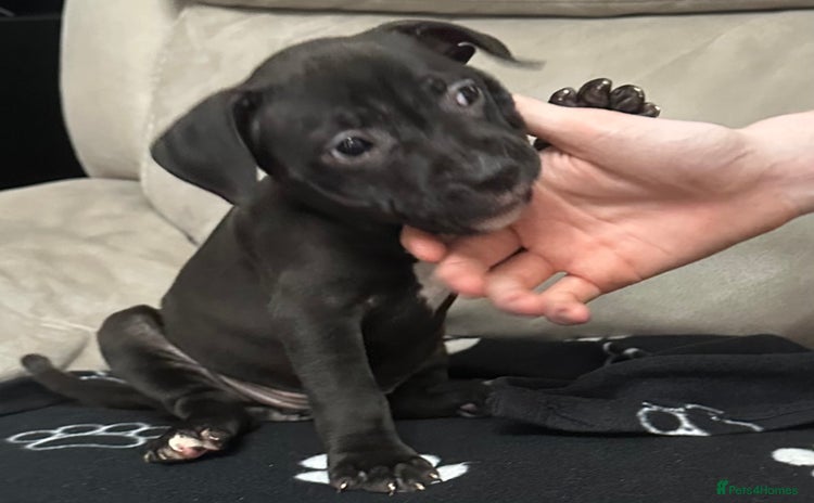 Staffordshire Bull Terrier dogs - Advert 4
