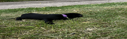 Labrador Retriever dogs for sale: Working Labrador Retriever Puppies - Advert 4