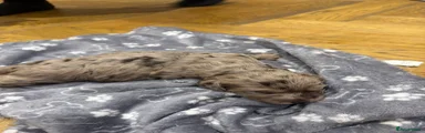 Cockapoo 1