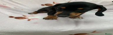 Dachshund 1