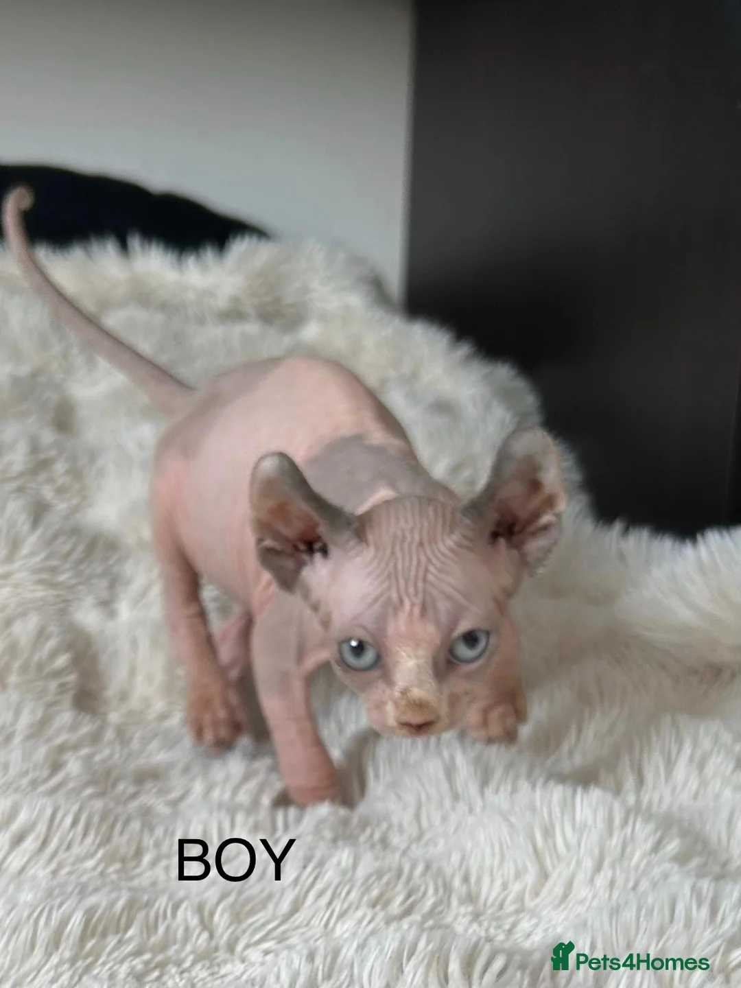 Sphynx cats for sale: 5 beautiful sphinxes looking for a loving home. - Advert 9