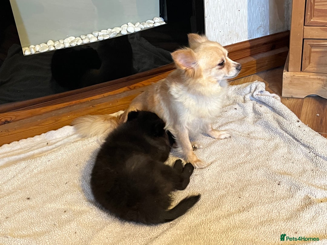 Pomchi dogs for sale: 1 Male Pomchi puppy - Advert 5