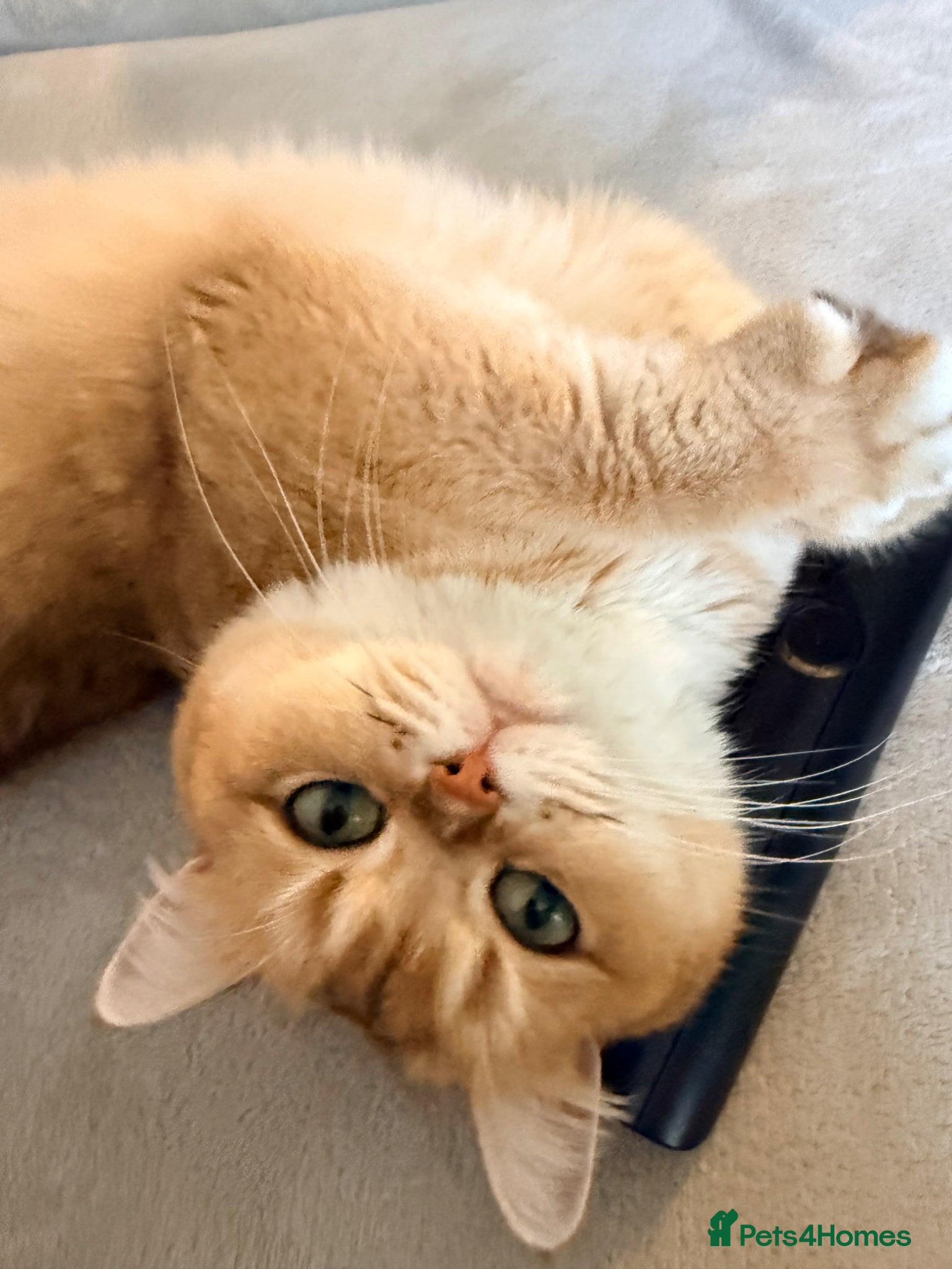 British Shorthair cats Lovely retired British shorthair queen - Advert 9